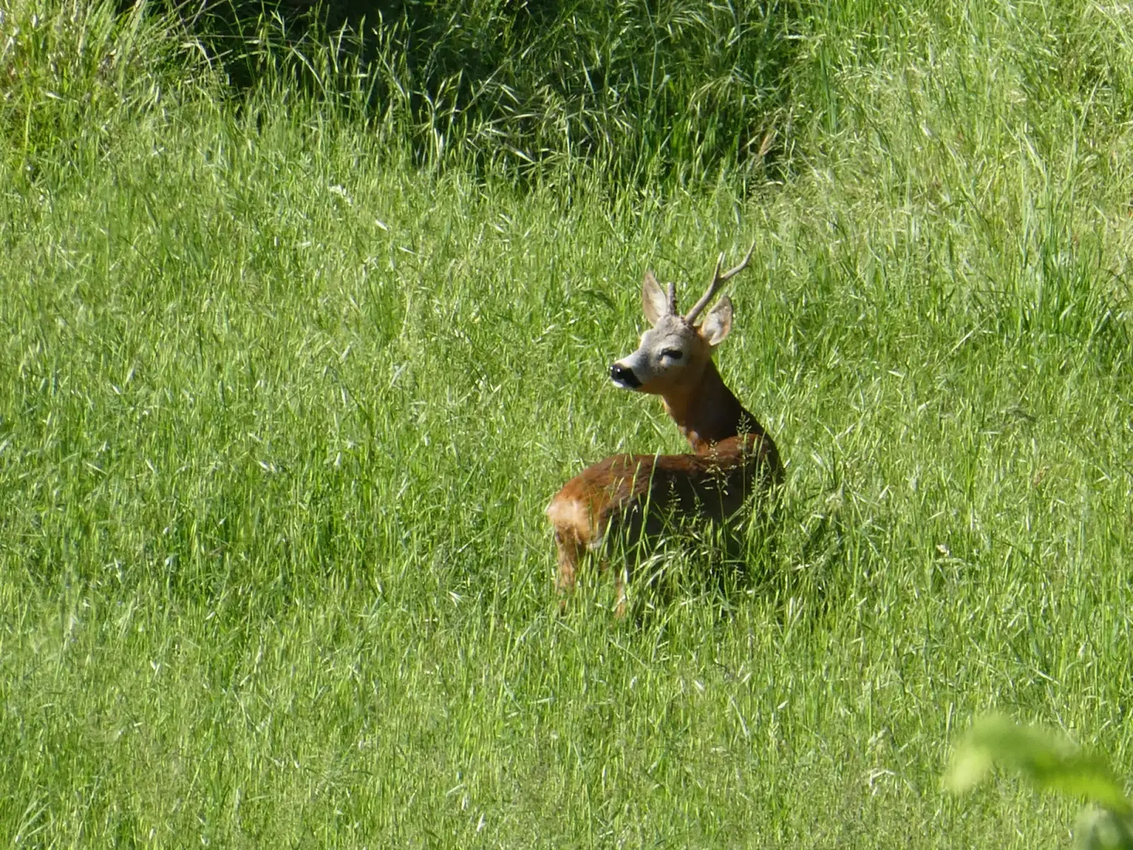 Chevreuil dans la prairie