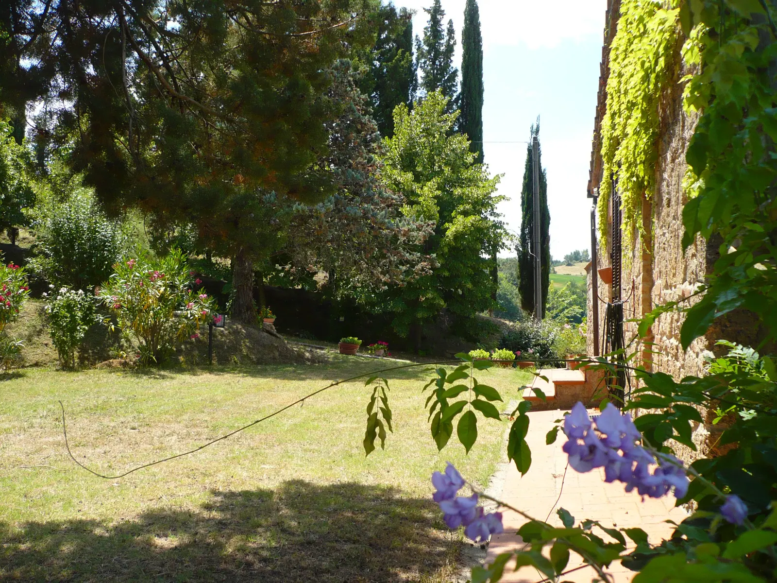 Jardin avec glycine