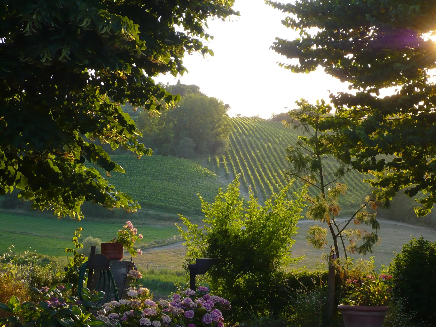 Vignes et oliviers en fin de matinée